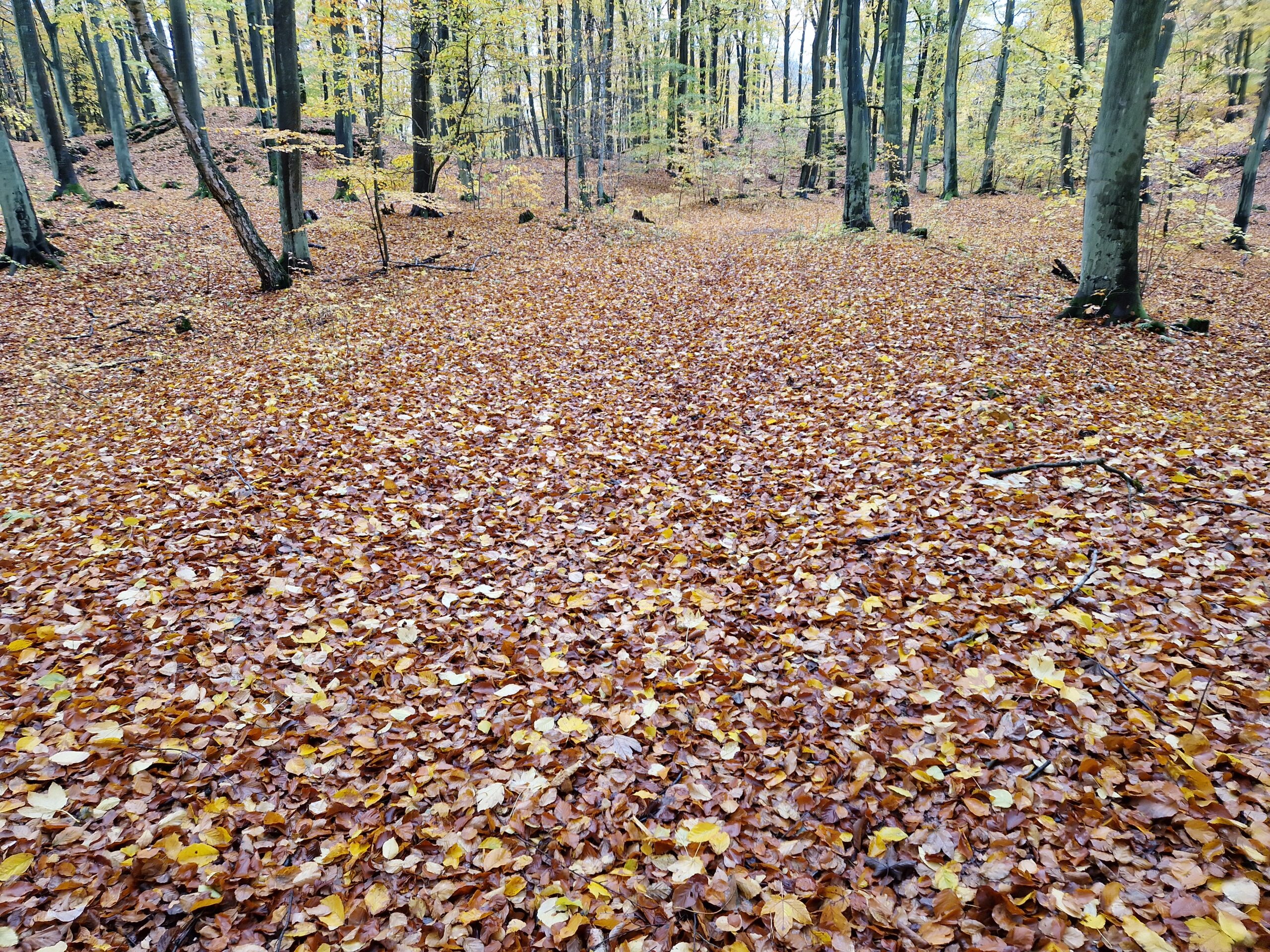 Park Krajobrazowy Mierzeja Wiślana